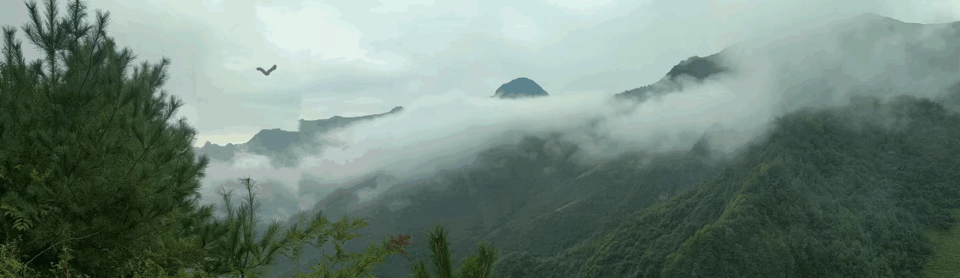 鸿鹄远走高飞志